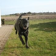 Labrador retriever Ronaldo