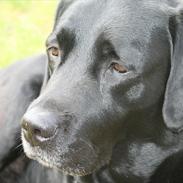 Labrador retriever Ronaldo