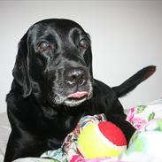Labrador retriever Ronaldo