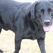 Labrador retriever Ronaldo