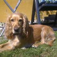 Cocker spaniel molly