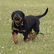 Rottweiler Kakestto's Fenris