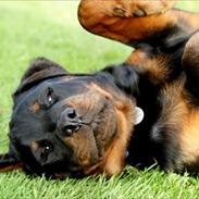 Rottweiler Kakestto's Fenris