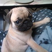 Mops Ziggi