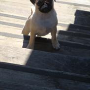 Mops Ziggi