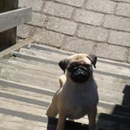 Mops Ziggi