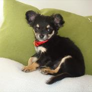 Chihuahua Papaya