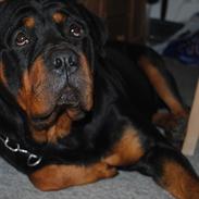 Rottweiler Rico<3