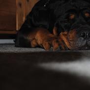 Rottweiler Rico<3