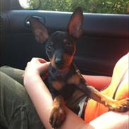 Dvaergpinscher Rødkildes Lucka
