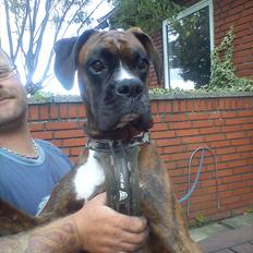 Boxer Tyson