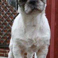 Shih tzu Tyson