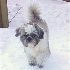 Shih tzu Tyson
