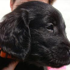 Flat coated retriever Zoey