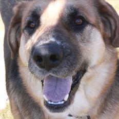 Blanding af racer <3Bamse hunden Odin <3 