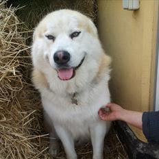 Alaskan malamute Nova
