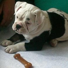 Olde english bulldogge Romeni's Ejgil (Bruce)