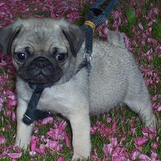 Mops Hugo <3