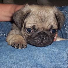 Mops Hugo <3