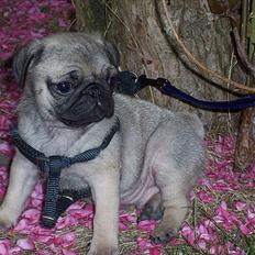 Mops Hugo <3