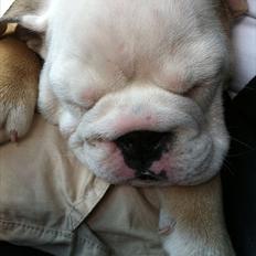 Engelsk bulldog Nala