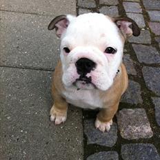 Engelsk bulldog Nala