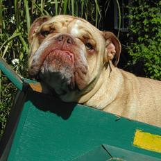 Engelsk bulldog Rudy aka Bassen