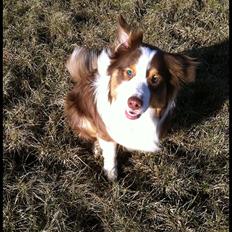Australian shepherd Godrumgaard's Jaman - Cody