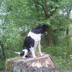 Dansk svensk gaardhund Kvik 