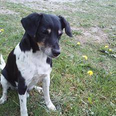 Dansk svensk gaardhund Kvik 