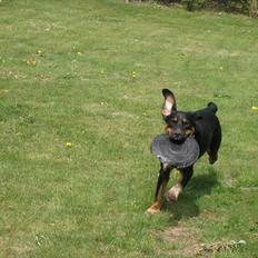 Blanding af racer Muffe