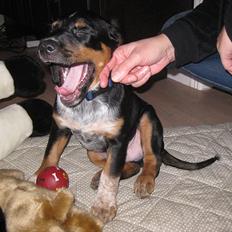 Blanding af racer Muffe