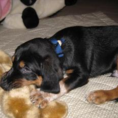 Blanding af racer Muffe