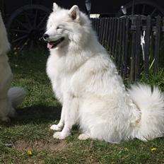 Samojedhund Chanell