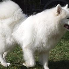 Samojedhund Chanell