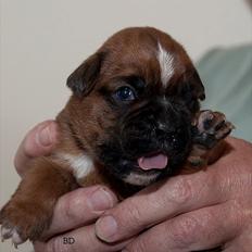 Boxer Damkjærs Rasmine