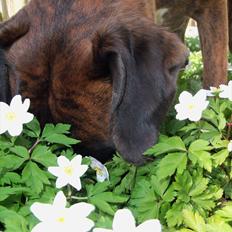 Boxer Berta