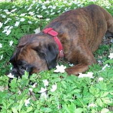 Boxer Berta