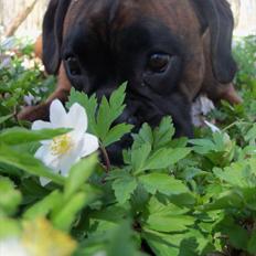 Boxer Berta
