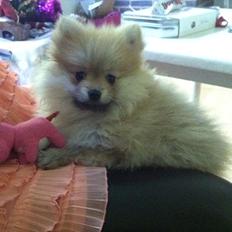 Pomeranian Pinkie