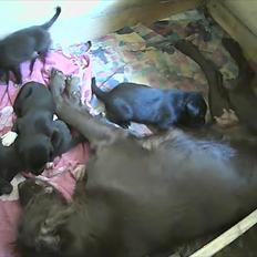 Langhåret hønsehund Gipsy 2003 - 2013