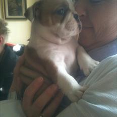 Engelsk bulldog Mons