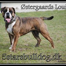 Olde english bulldogge Østergaards Louise