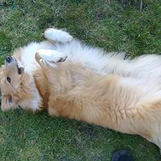 Shetland sheepdog Trunte<3