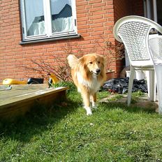 Shetland sheepdog Trunte<3