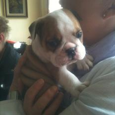 Engelsk bulldog Mons