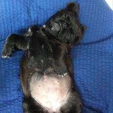 Blanding af racer Bodil Kjær