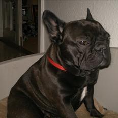 Fransk bulldog møffe