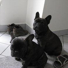 Fransk bulldog møffe