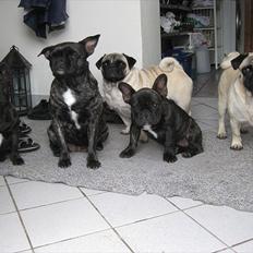 Fransk bulldog møffe